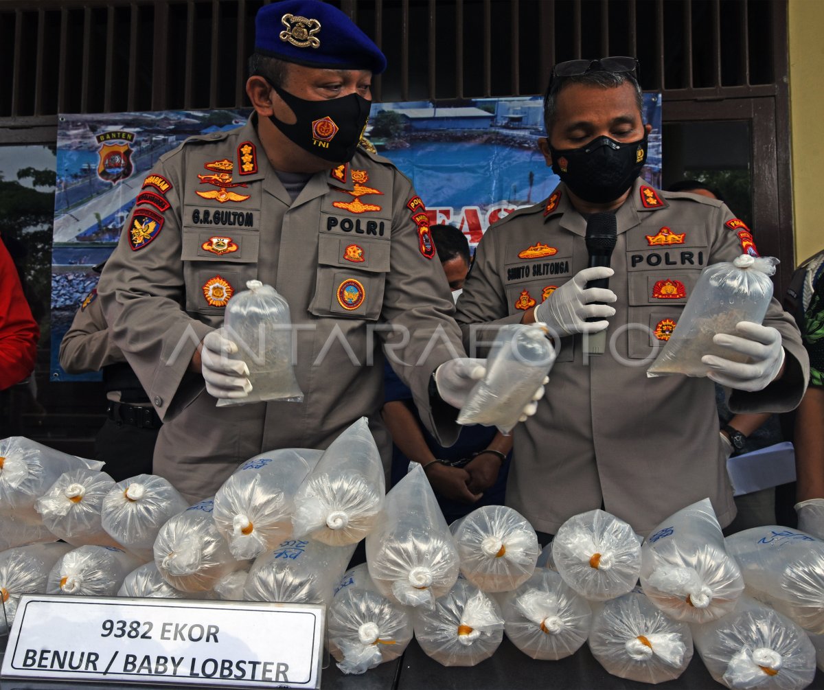 Polisi Gagalkan Penyelundupan Benih Lobster Antara Foto