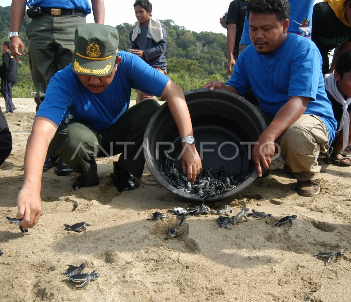 Pelepasan Tukik Antara Foto