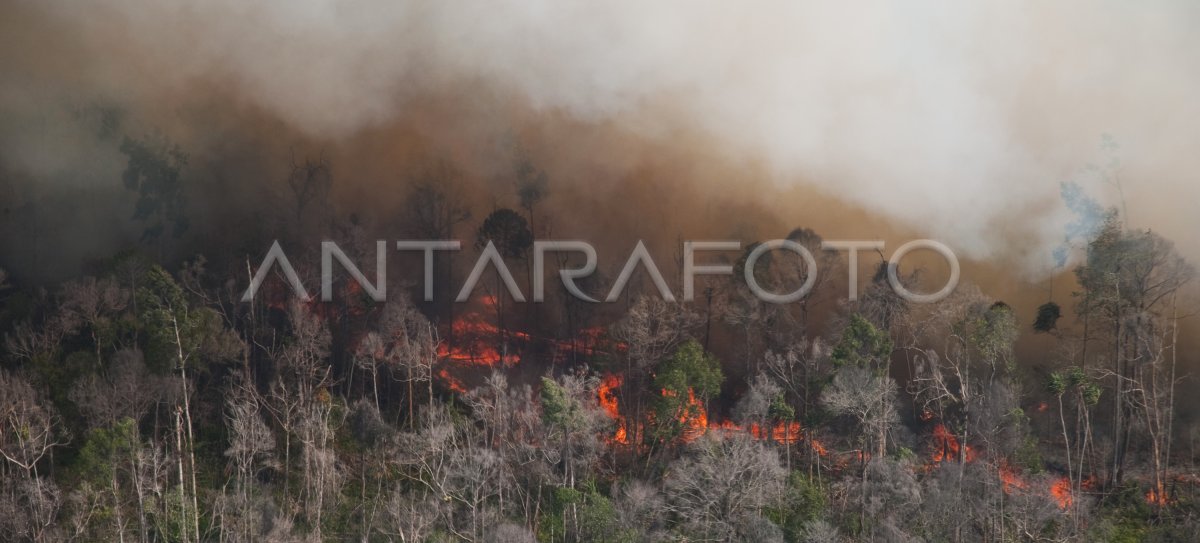 DAMPAK KEBAKARAN HUTAN ANTARA Foto