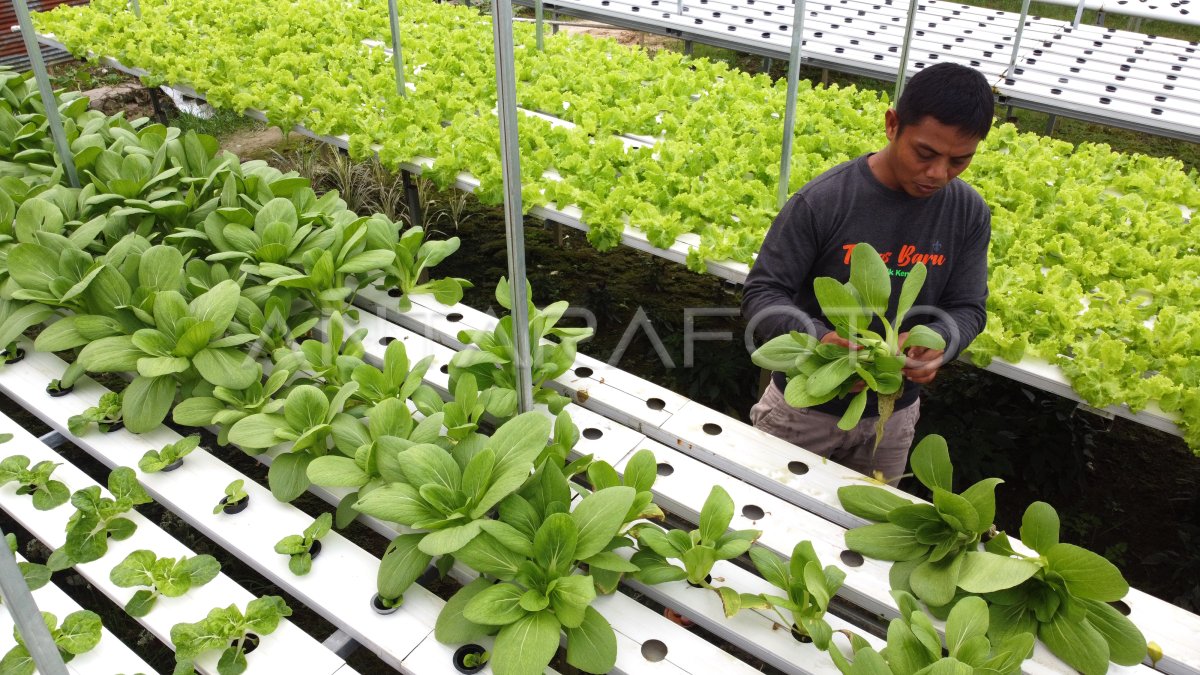 Budidaya Sayur Hidroponik Antara Foto