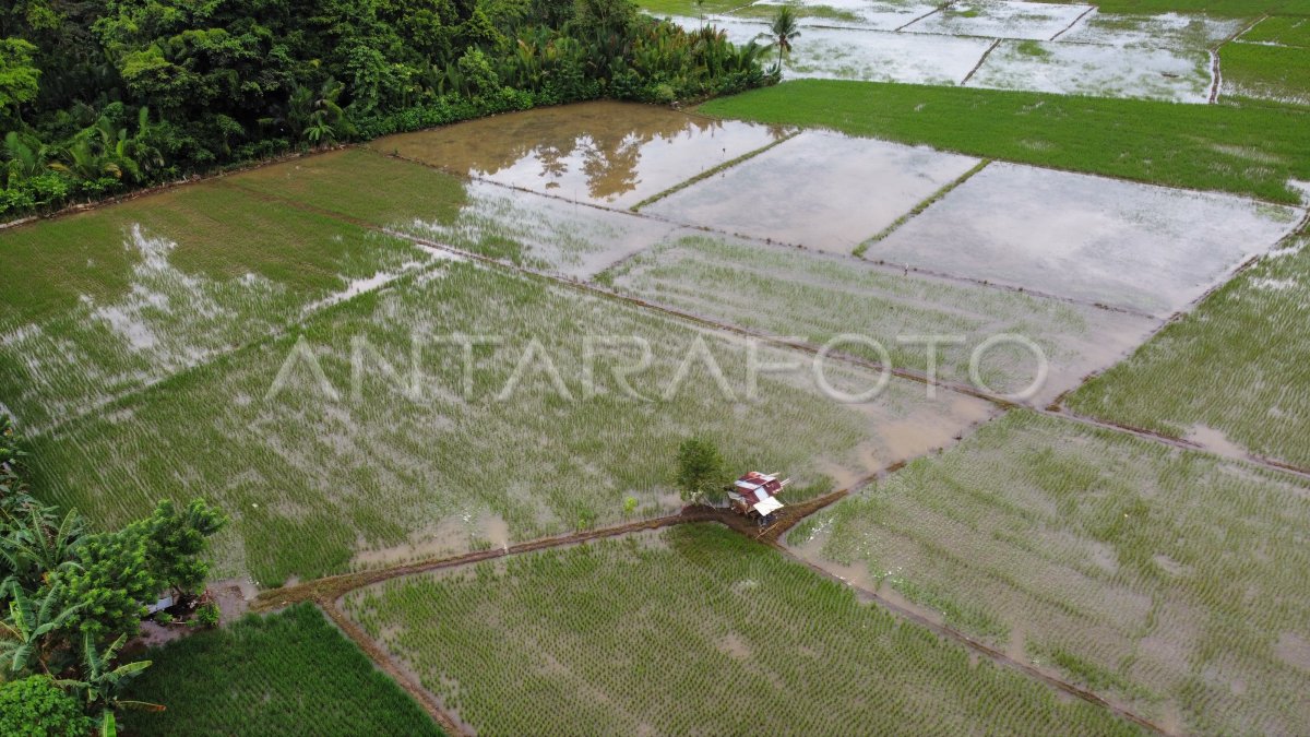 Ratusan Hektare Padi Terendam Banjir Di Baubau Antara Foto