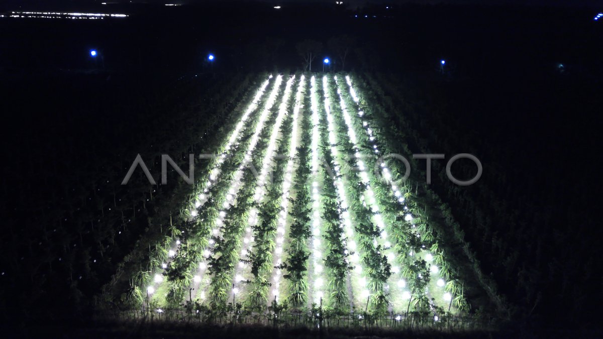 Pemanfaatan Lampu Untuk Kebun Buah Naga Antara Foto