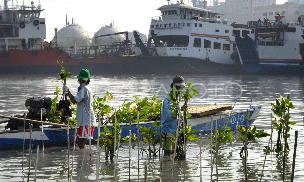 Tanam Mangrove Antara Foto