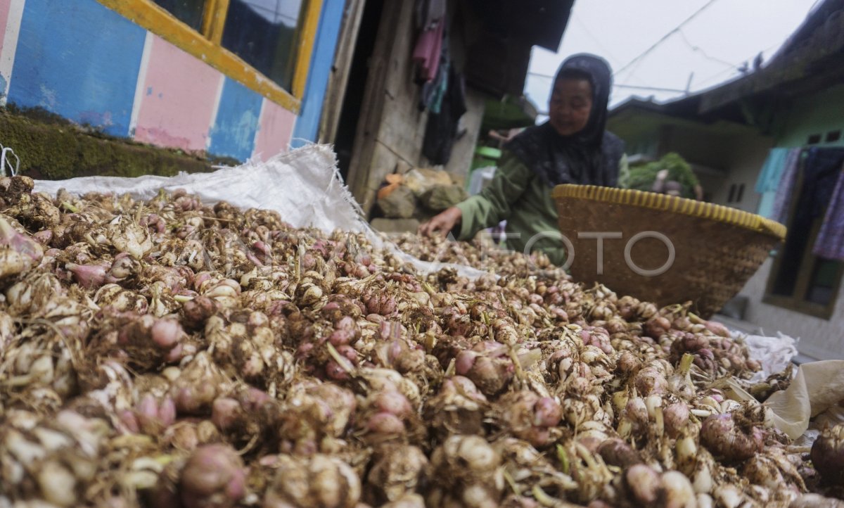 HARGA BAWANG MERAH KERING ANTARA Foto