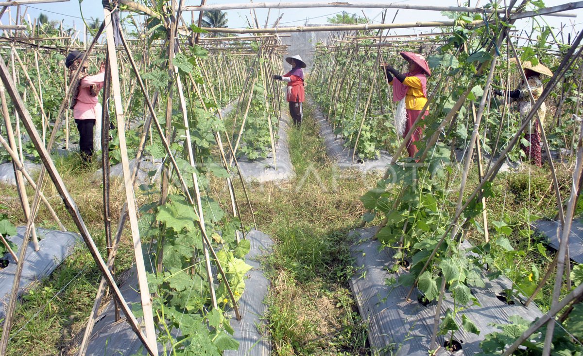 PETANI BERALIH MENANAM PALAWIJA ANTARA Foto