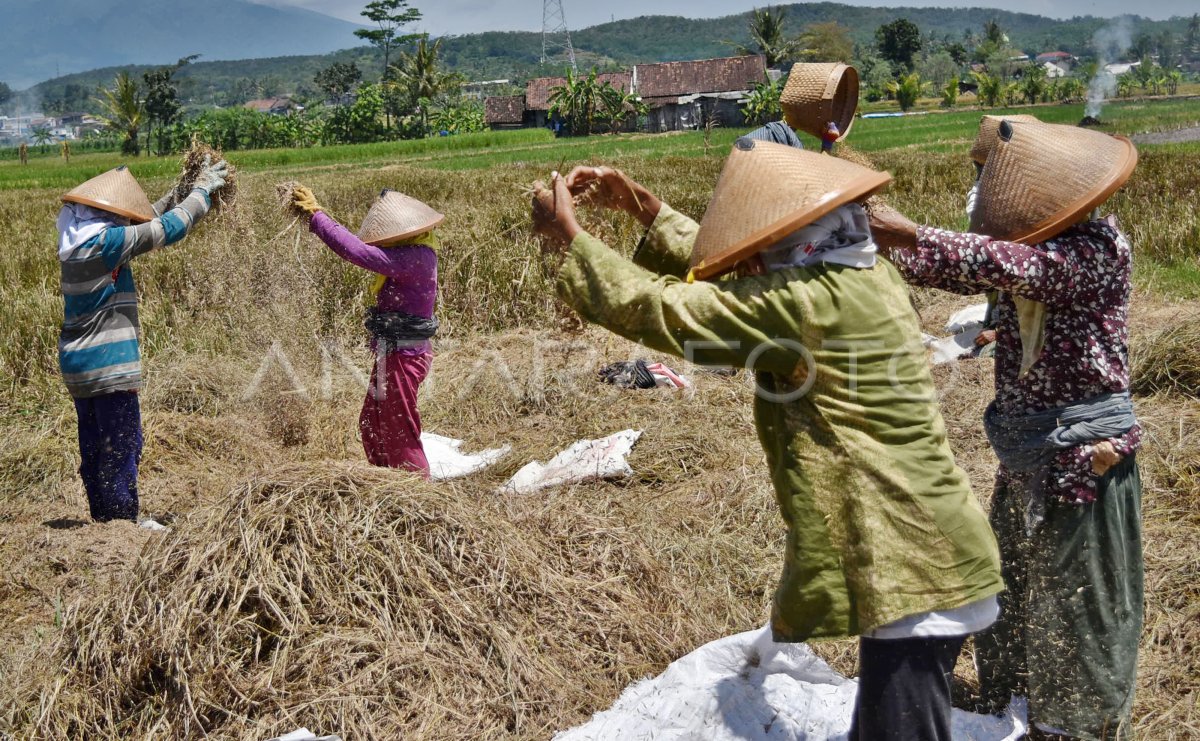 PRODUKSI GABAH NASIONAL ANTARA Foto