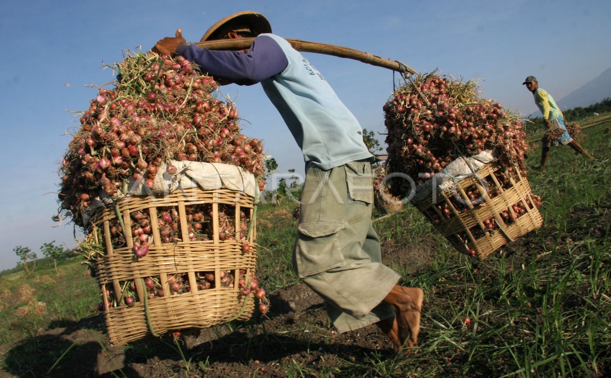 PANEN RAYA BAWANG ANTARA Foto