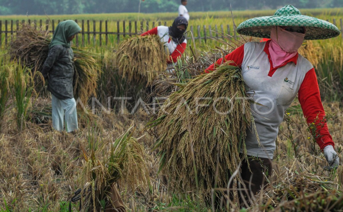 Harga Gabah Naik Antara Foto