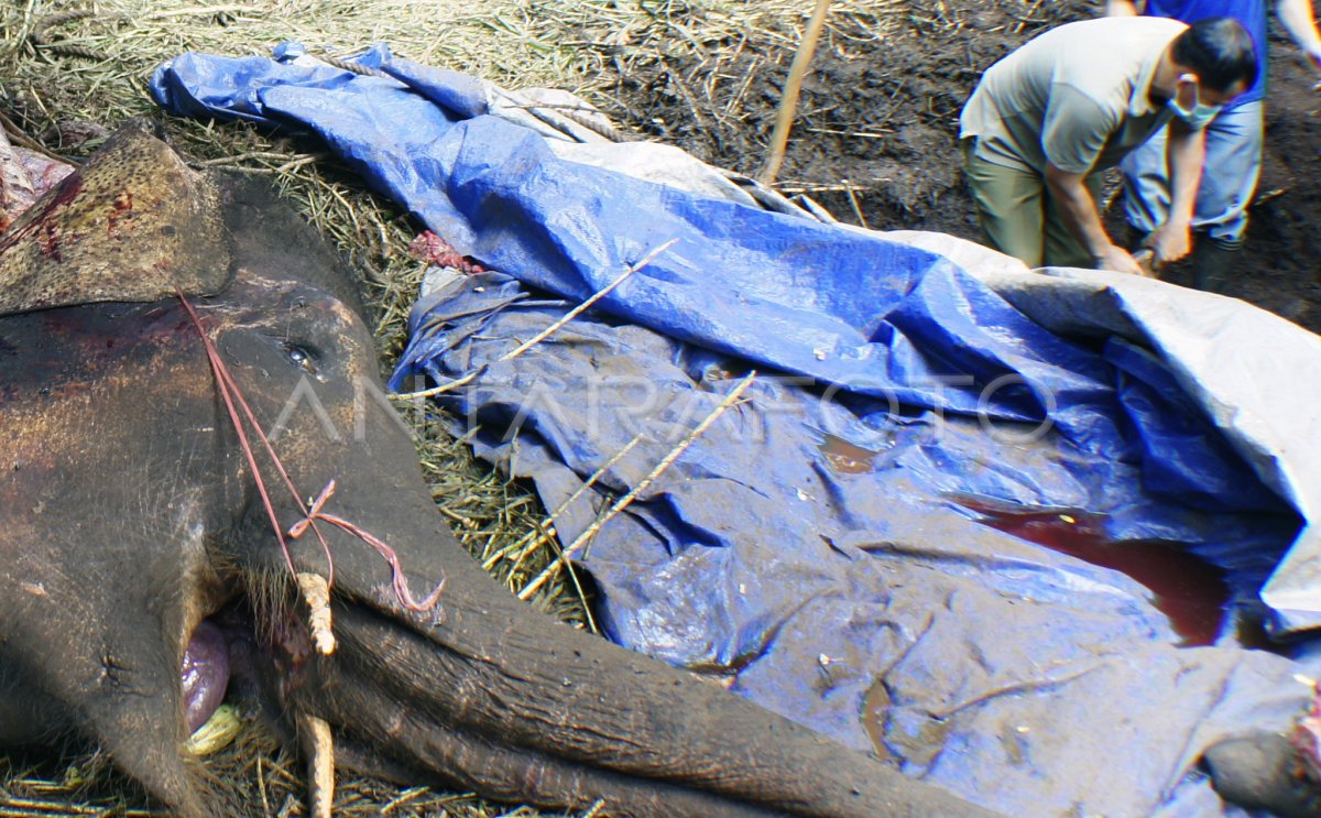 GAJAH MATI DI KEBUN BINATANG ANTARA Foto