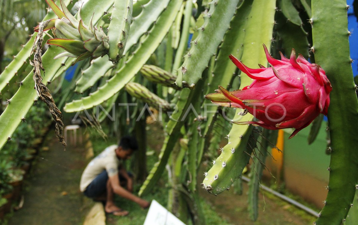 Wisata Kebun Gowa Antara Foto