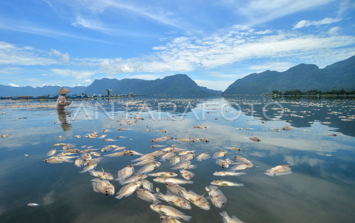 KEMATIAN IKAN KERAMBA JARING APUNG ANTARA Foto