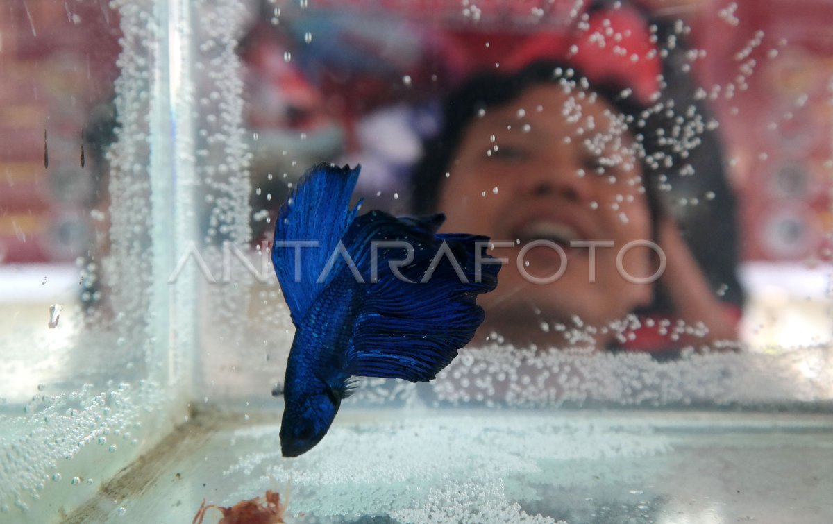 Pameran Ikan Cupang Hias Antara Foto