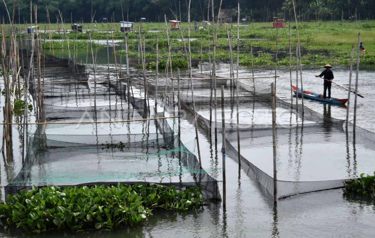 TARGET PRODUKSI PERIKANAN BUDIDAYA ANTARA Foto