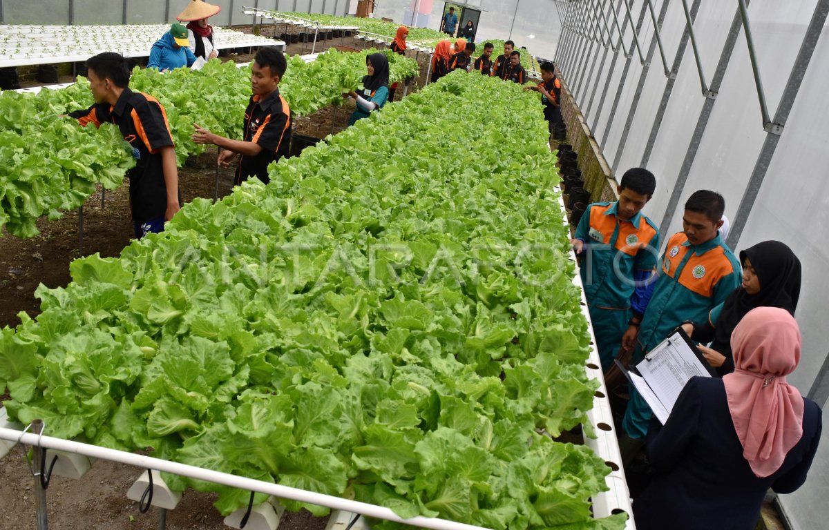 Ujian Praktik Kelulusan Smk Pertanian Antara Foto