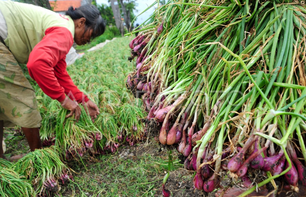 HARGA BAWANG MERAH TURUN ANTARA Foto