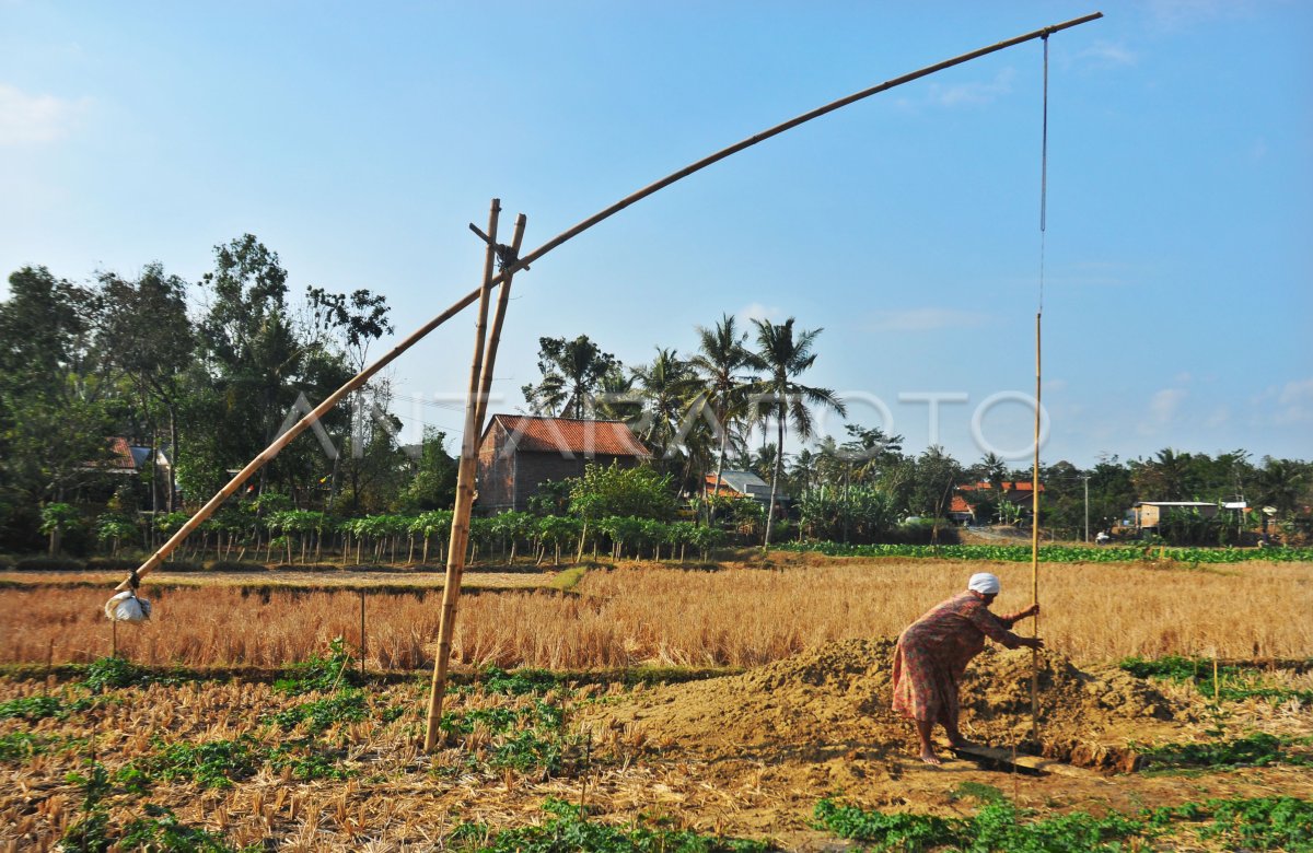 Kekeringan Sawah Meluas Antara Foto