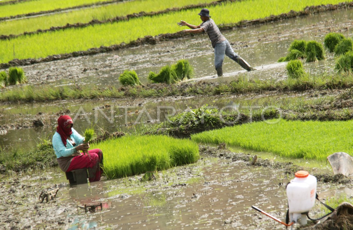 Sawah Tadah Hujan Antara Foto