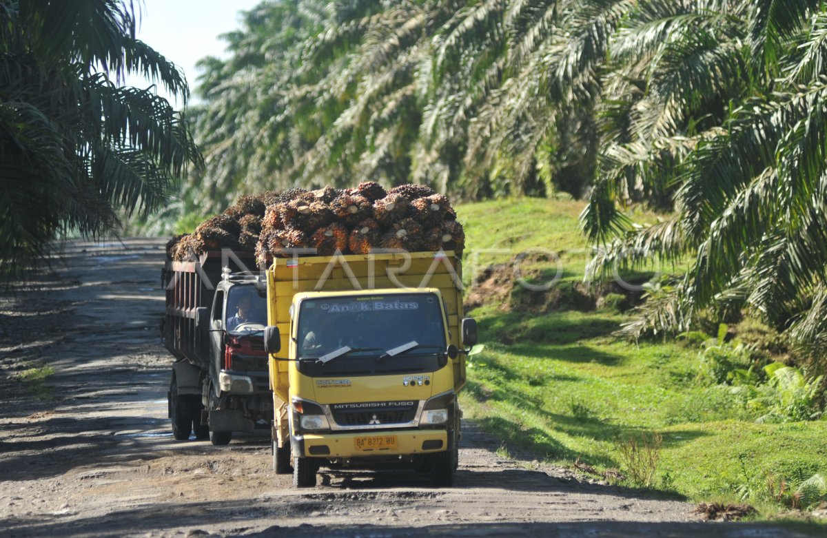 Penurunan Harga Minyak Kelapa Sawit Antara Foto