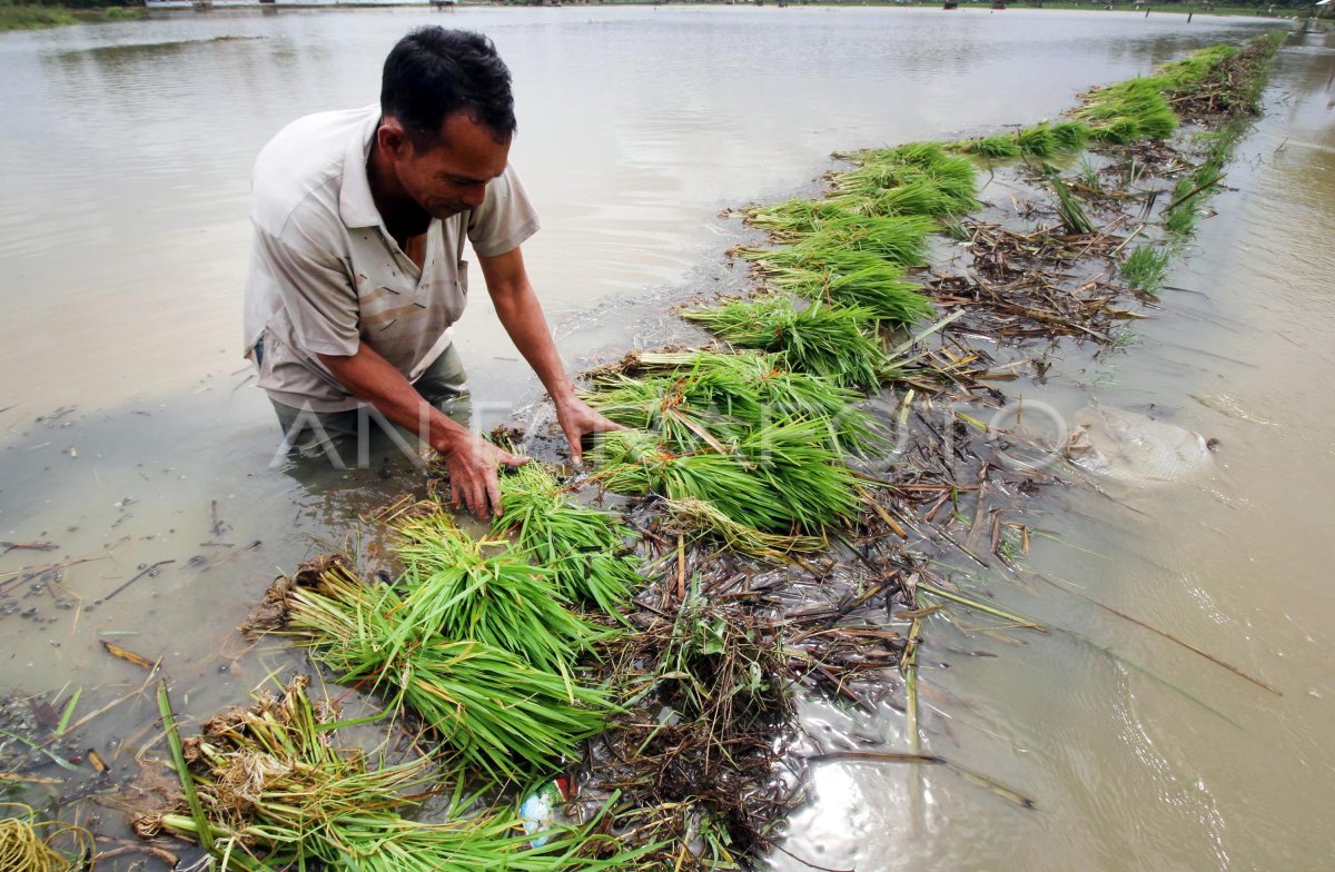 SAWAH TERENDAM BANJIR ANTARA Foto