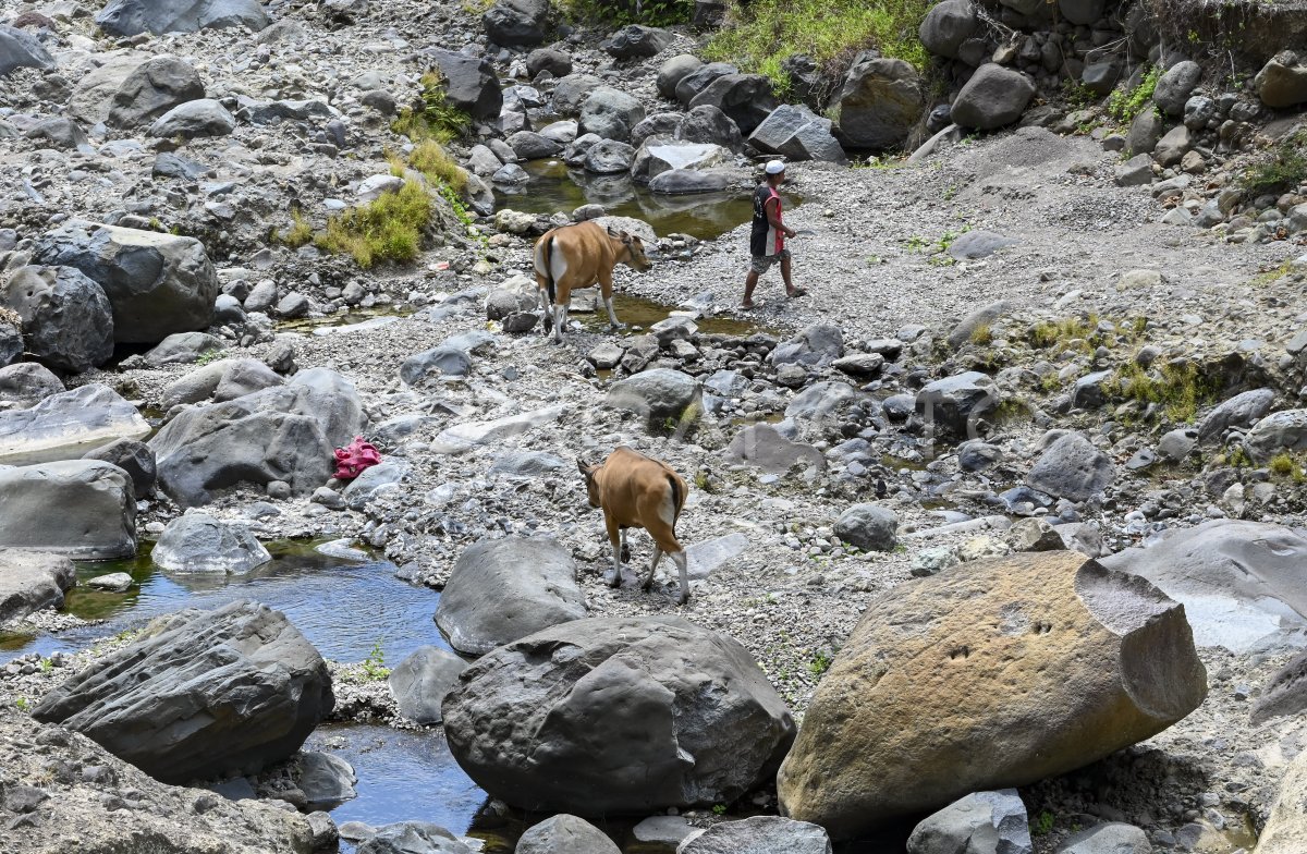 Dampak Kemarau Di Lombok ANTARA Foto