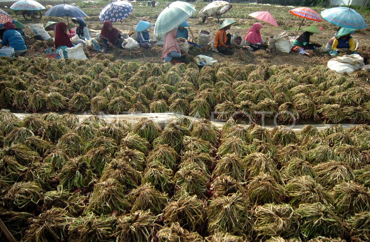 Target Produksi Bawang Merah Meningkat Antara Foto