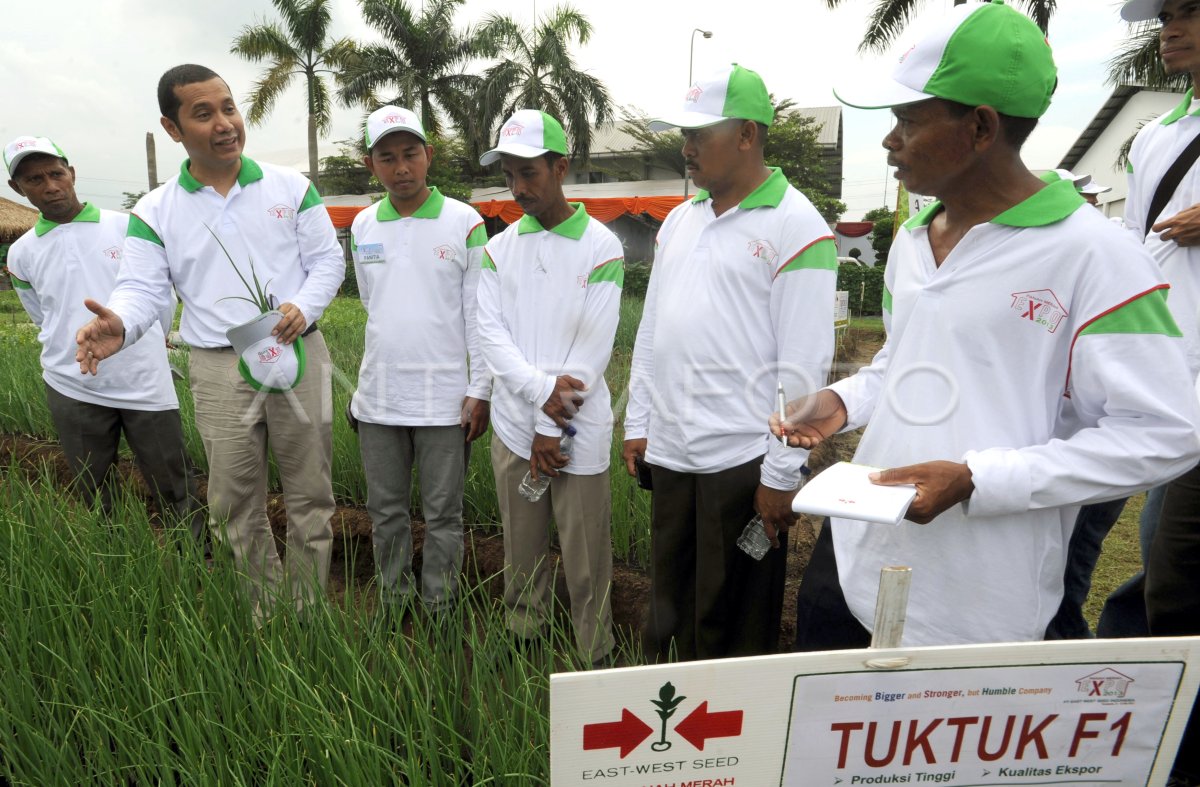 Varietas Unggul Bawang Merah Tuktuk Antara Foto