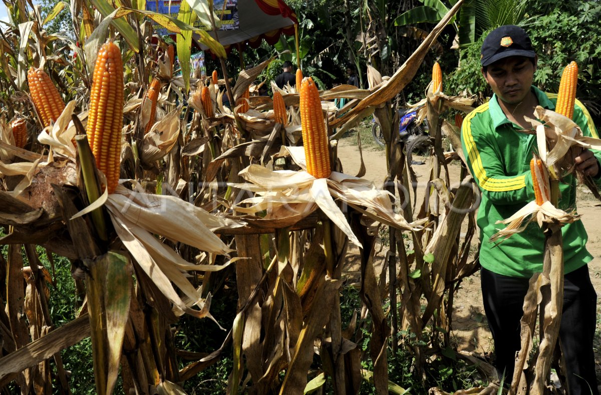 PANEN RAYA JAGUNG HIBRIDA ANTARA Foto