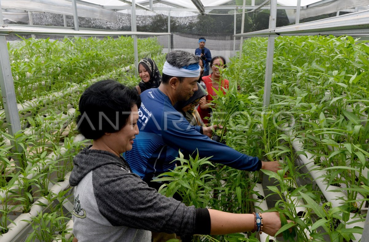 Budidaya Tanaman Hidroponik Organik Antara Foto