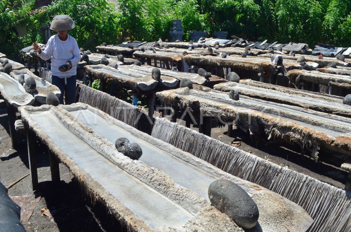 Petani Garam Tradisional Antara Foto