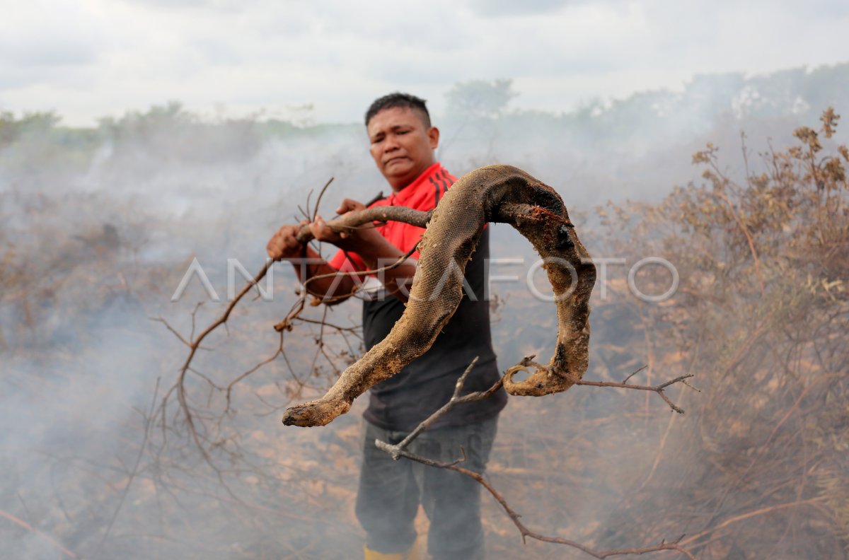 Karhutla Nagan Raya Meluas ANTARA Foto