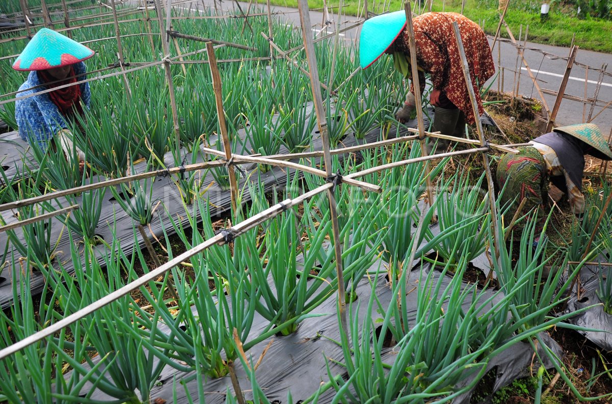 BERSIH DAUN BAWANG ANTARA Foto