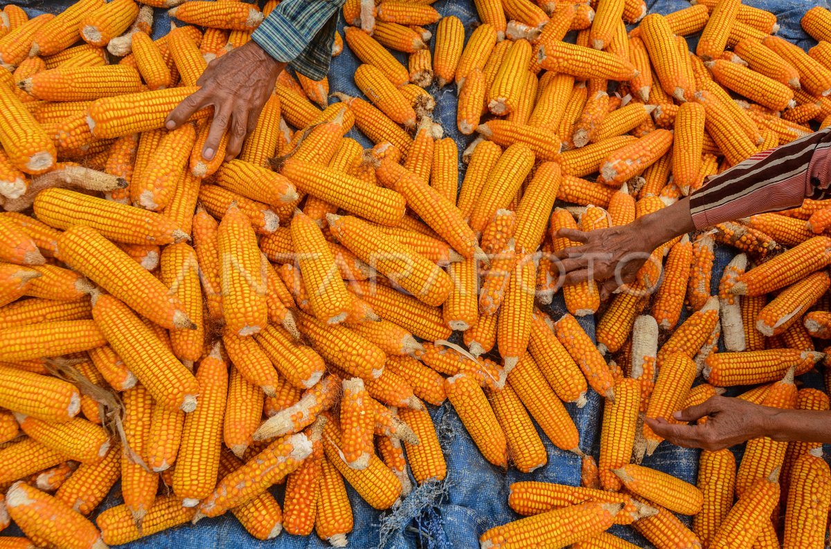 Produksi Jagung Nasional Antara Foto