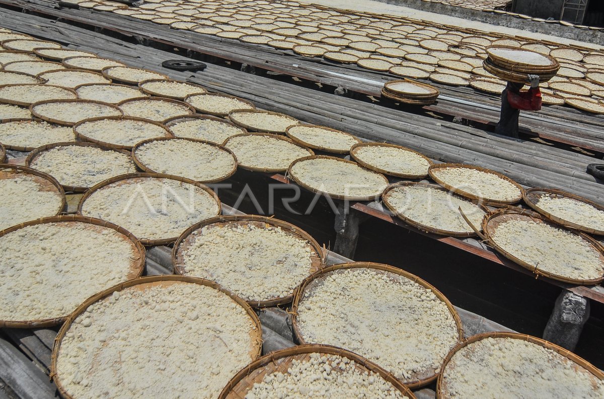 PRODUKSI TEPUNG AREN TRADISIONAL ANTARA Foto