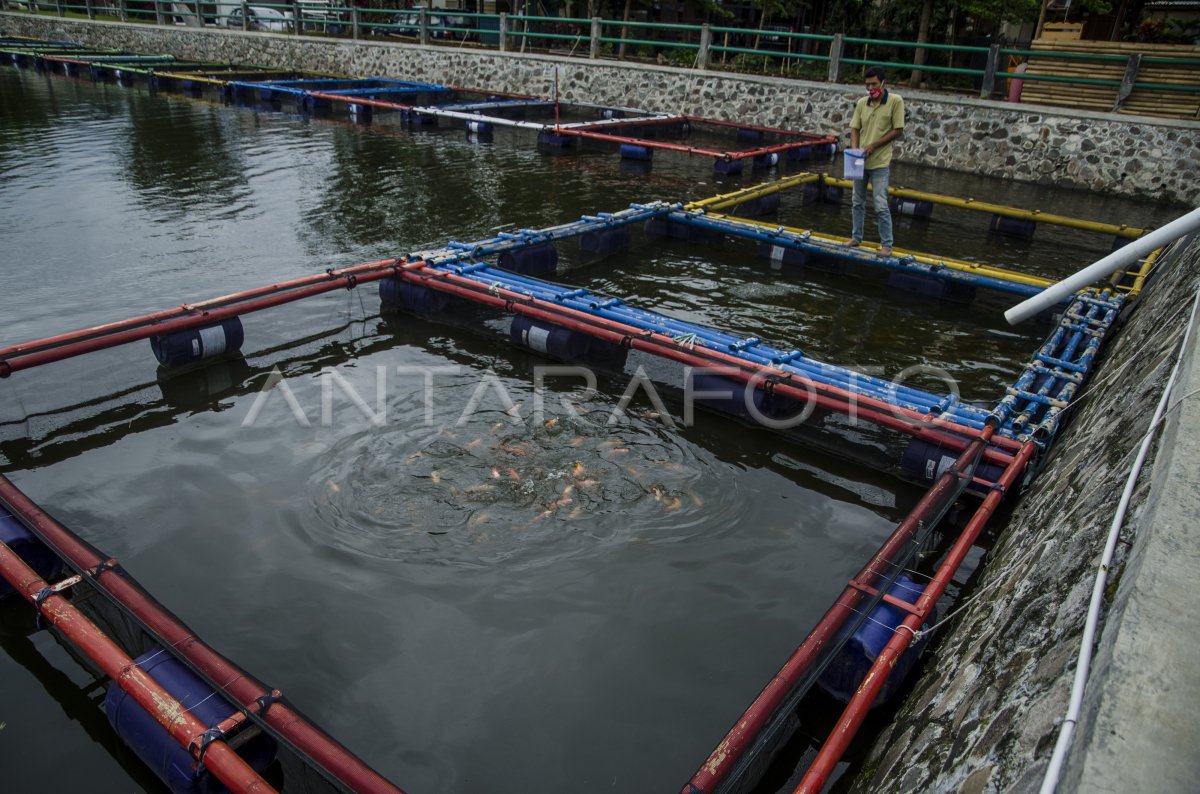 BUDI DAYA IKAN DI KOLAM RETENSI ANTARA Foto