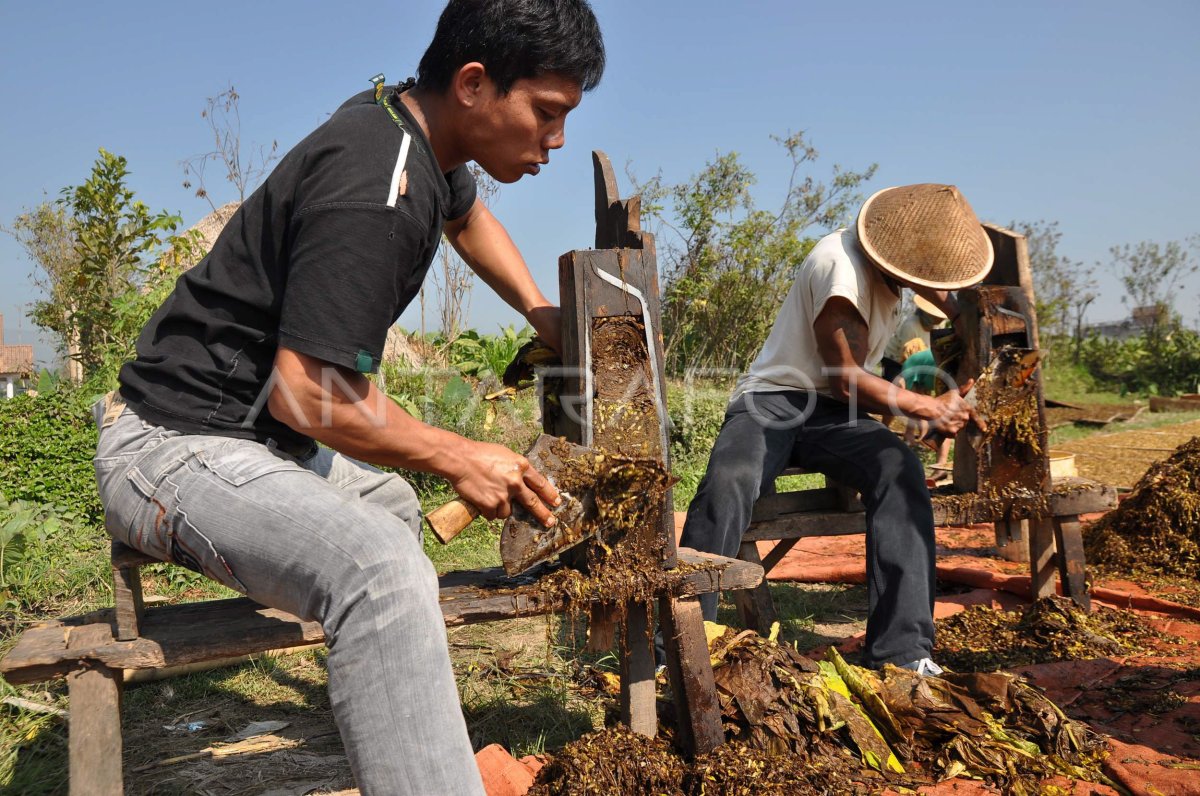 Alat Rajang Tradisional Antara Foto