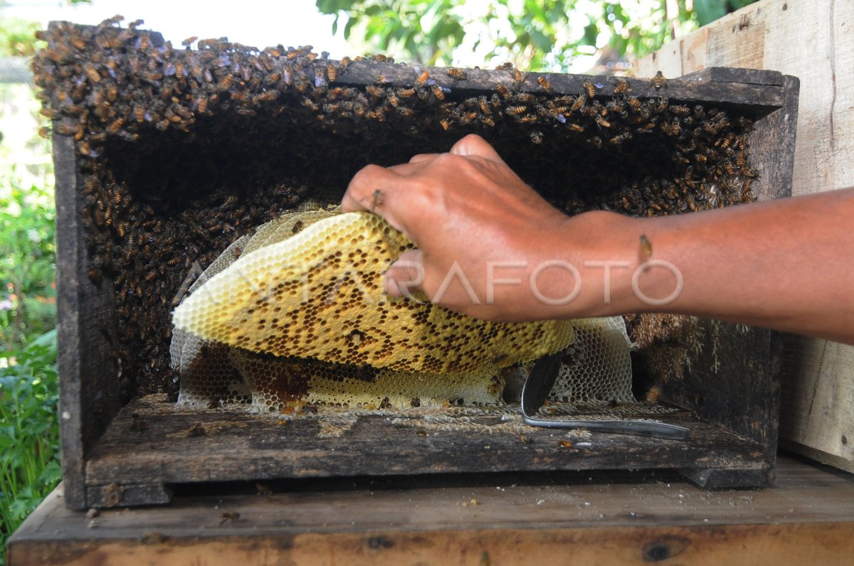 EDUKASI MENGENAL LEBAH MADU JAWA ANTARA Foto