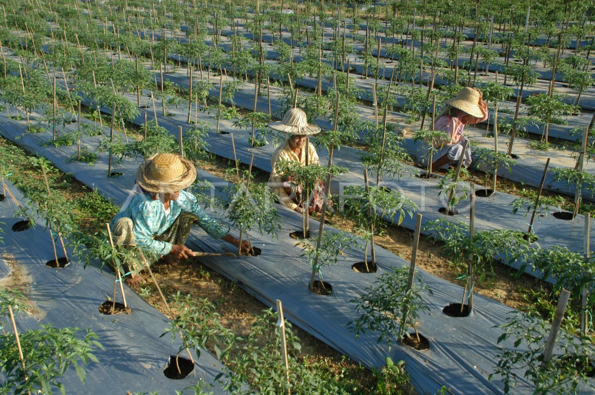 Buruh Agrowisata Antara Foto