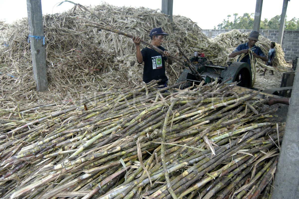 GILING TEBU ANTARA Foto