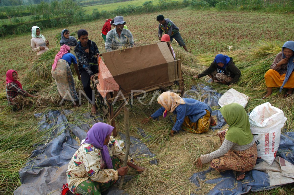 PRODUKSI GABAH TURUN ANTARA Foto