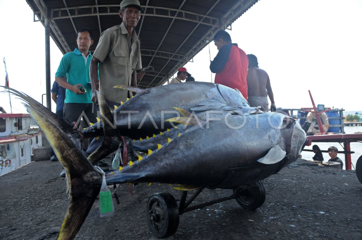 EKSPOR IKAN TUNA ANTARA Foto