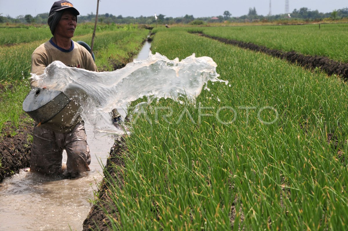 Siram Tanaman Bawang Merah Antara Foto