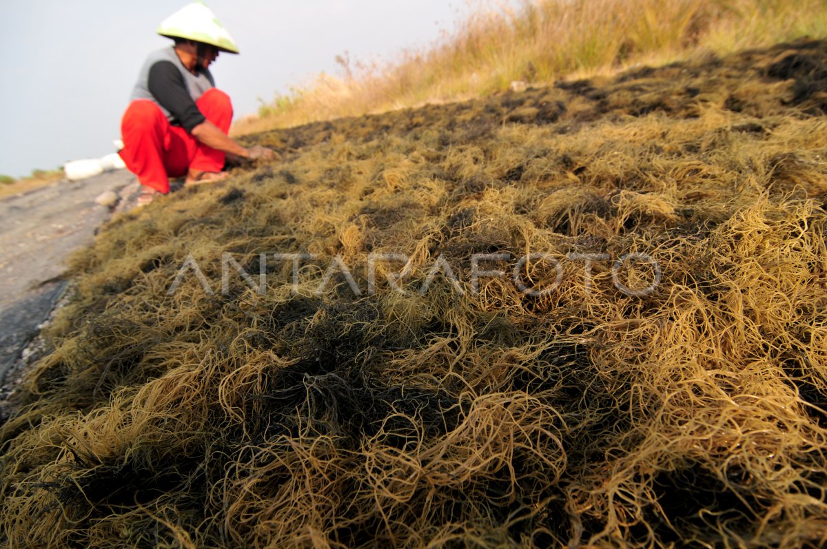 Panen Rumput Laut Antara Foto