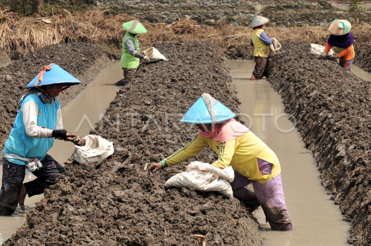 Penambahan Lahan Bawang Merah Antara Foto