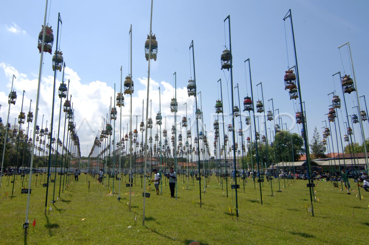 LOMBA BURUNG PERKUTUT ANTARA Foto