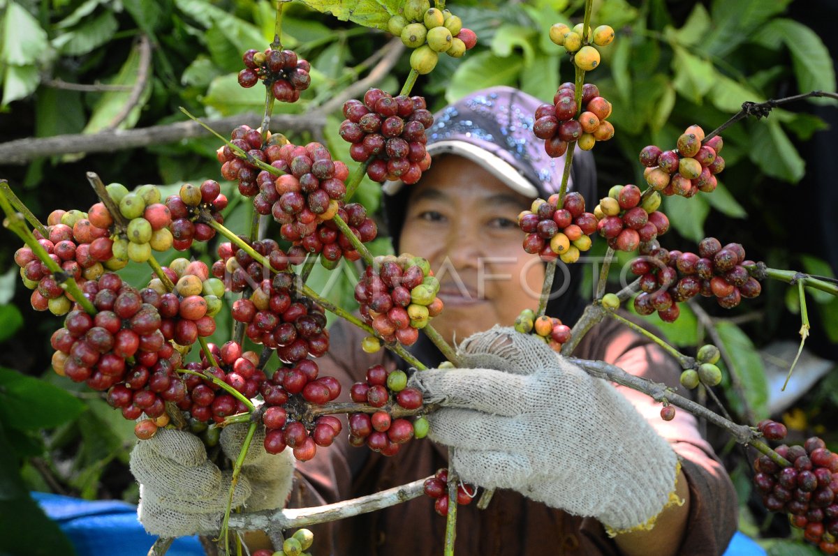 PANEN KOPI MURIA ANTARA Foto