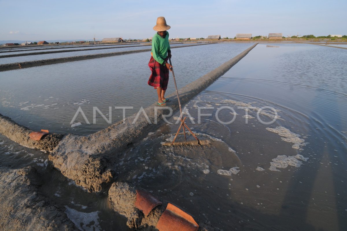 Petani Garam Gagal Panen Antara Foto