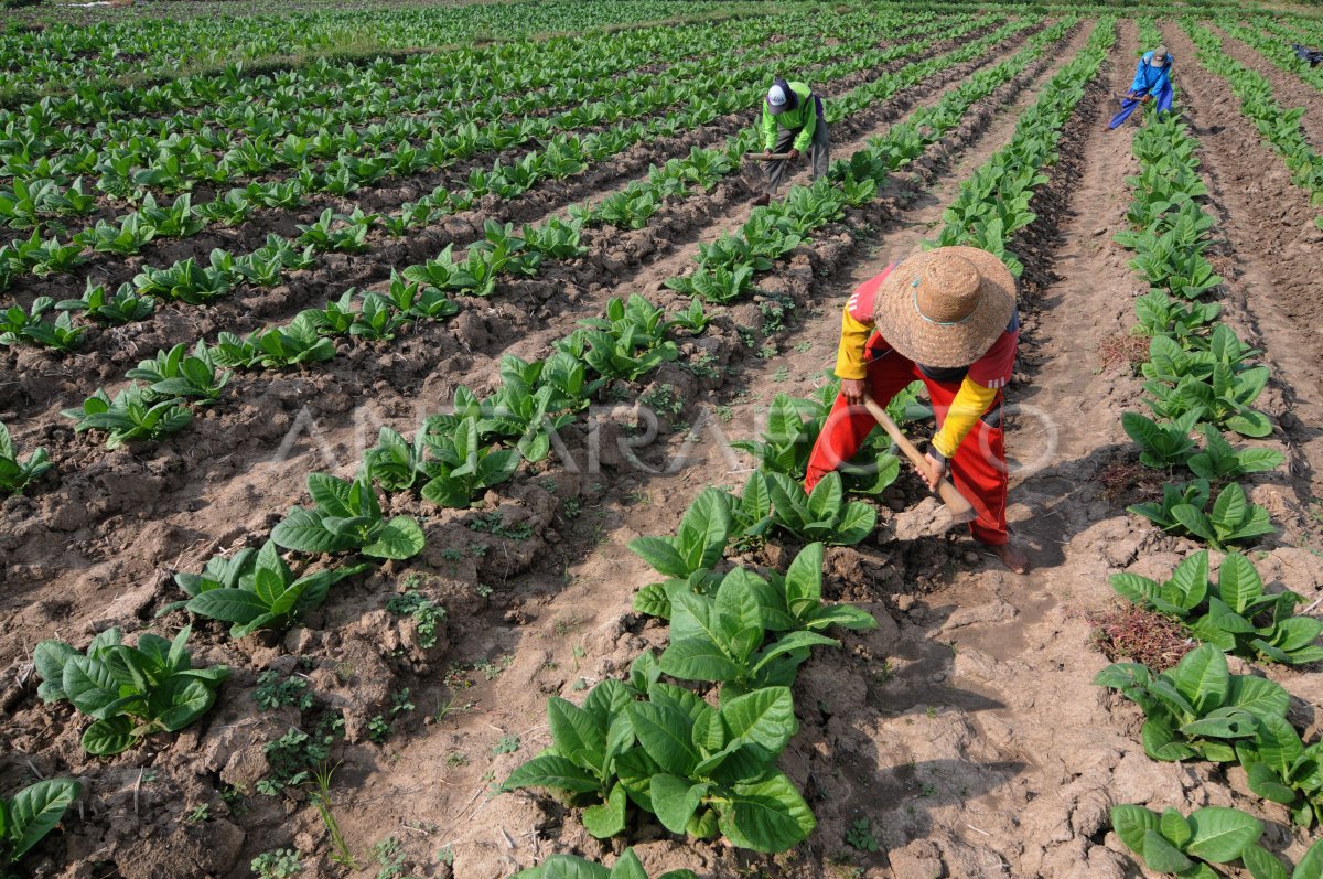 Produksi Tembakau Madura Antara Foto