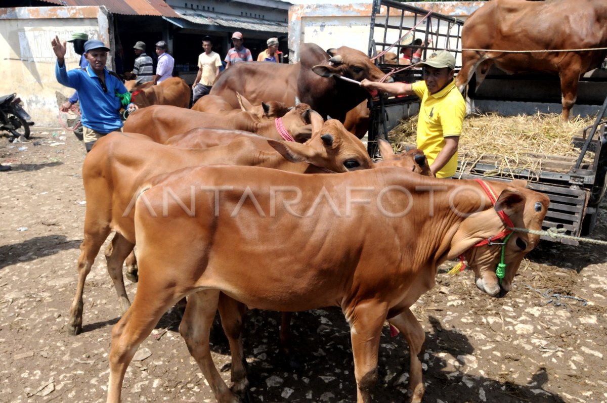 HARGA SAPI MADURA ANJLOK ANTARA Foto