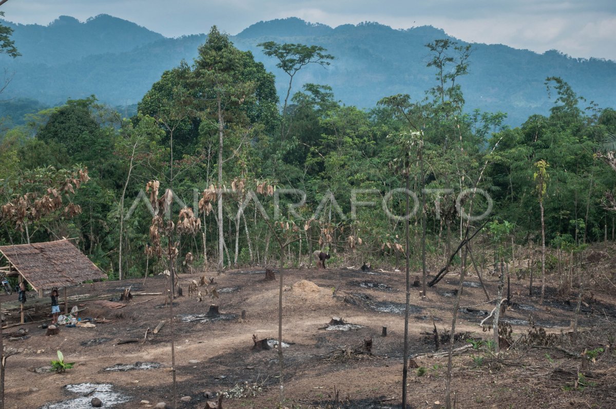 TRADISI NGADURUK SUKU BADUY ANTARA Foto