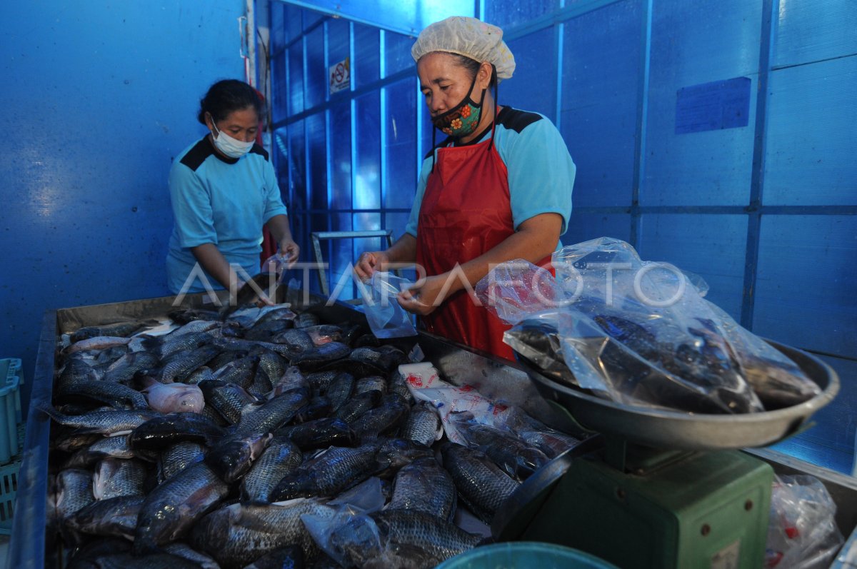 Pengolahan Makanan Beku Ikan Nila Antara Foto